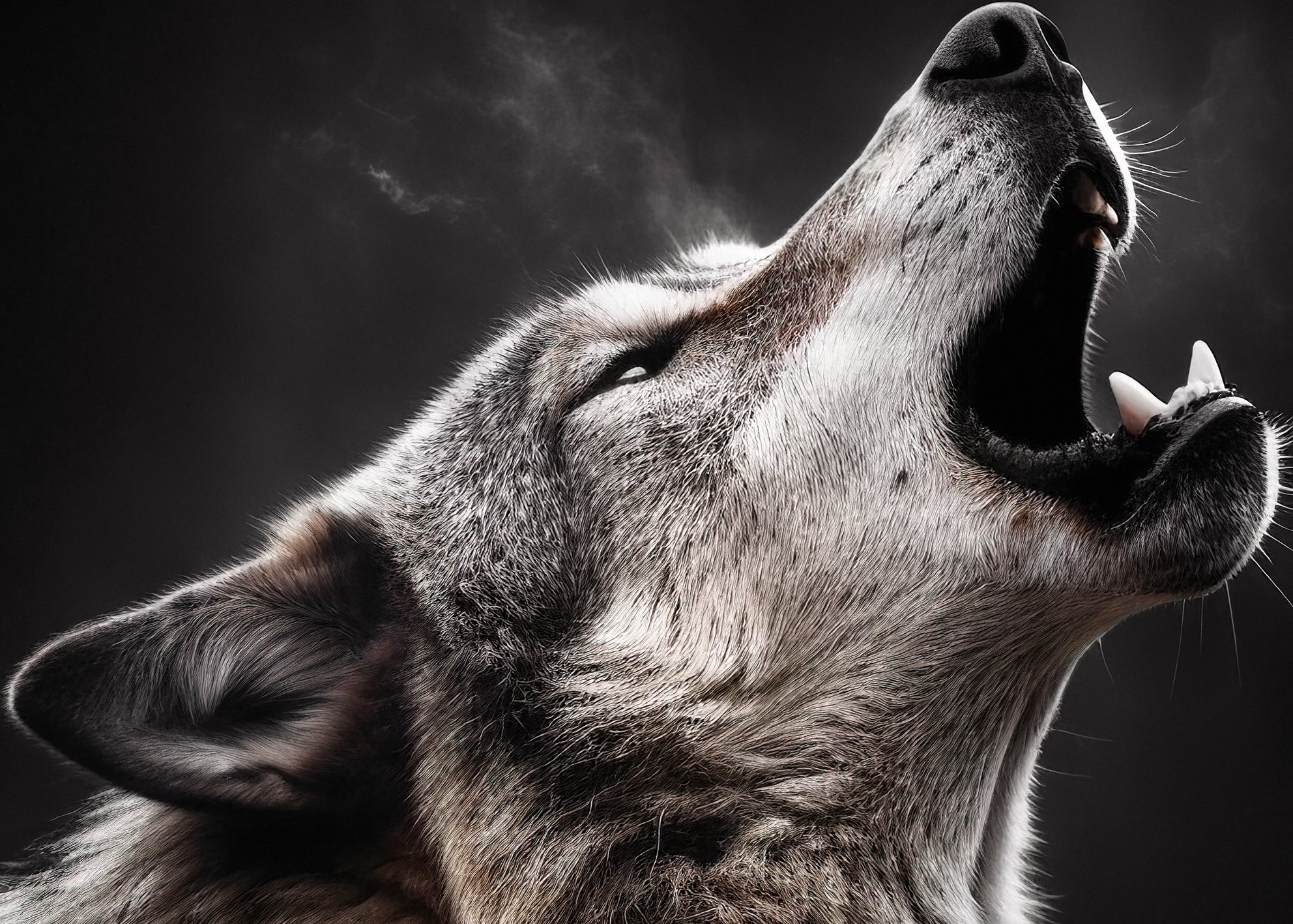 Canvastavla - Howl
