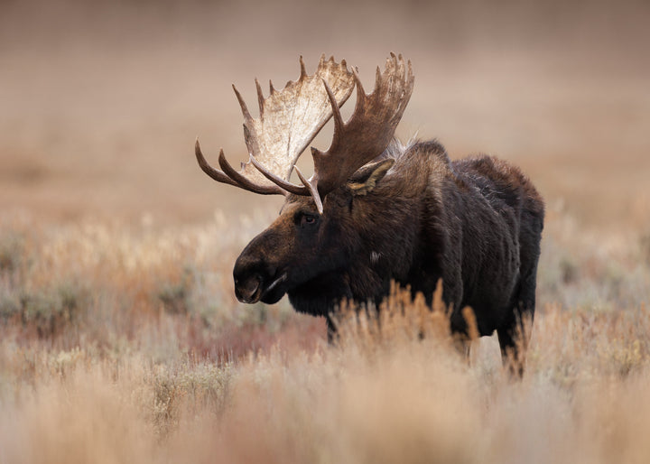 Canvastavla - Grand Moose