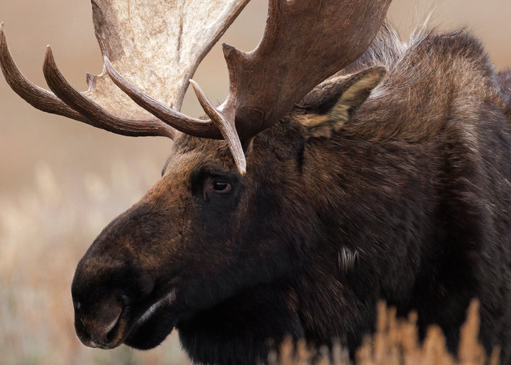 Canvastavla - Grand Moose