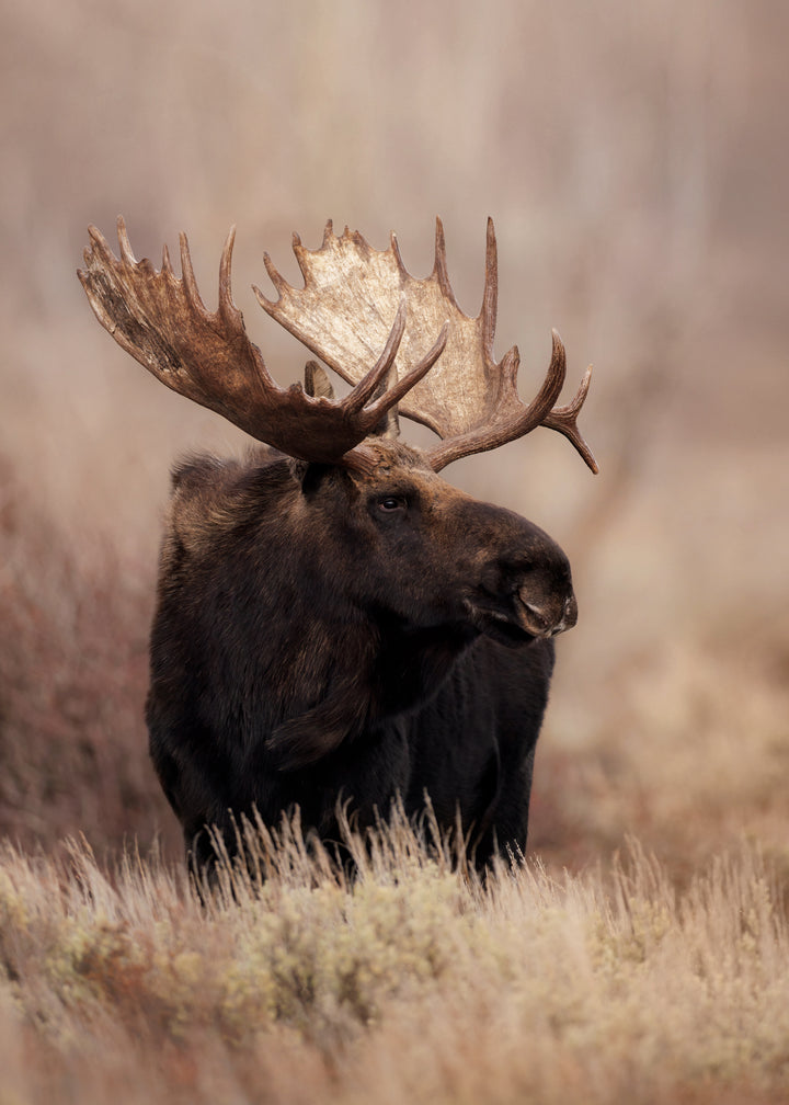 Canvastavla - Moose Moment