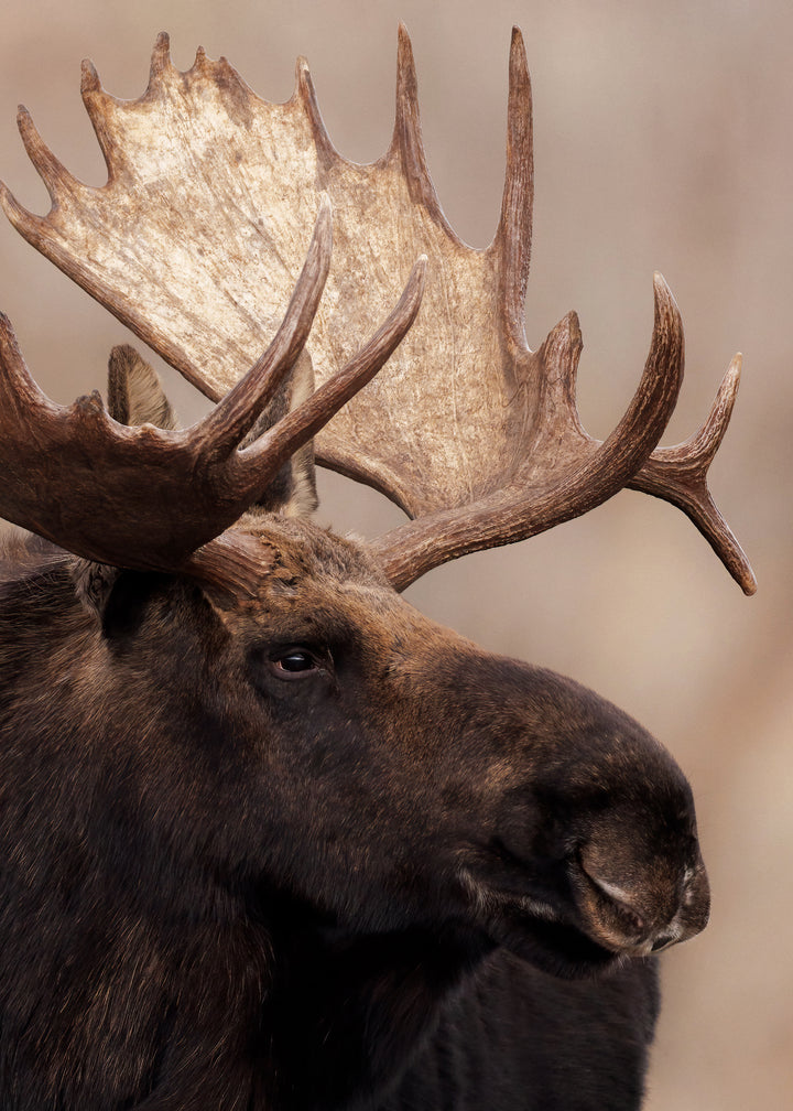Canvastavla - Moose Moment