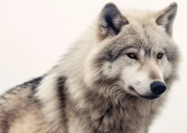 Obraz na płótnie - Grey Wolf