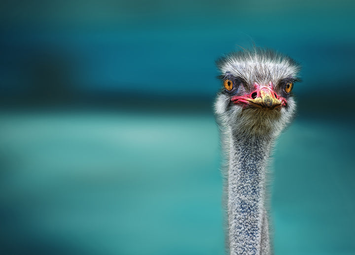 Canvastavla - Ostrich