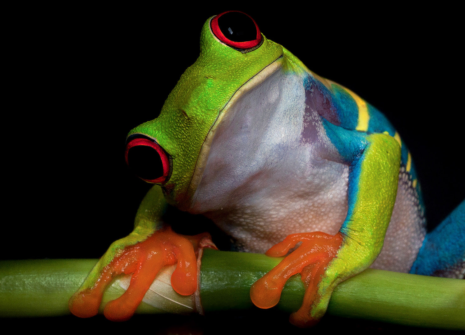 Canvastavla - Froggy