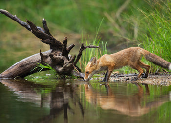 Canvastavla - The wood fox