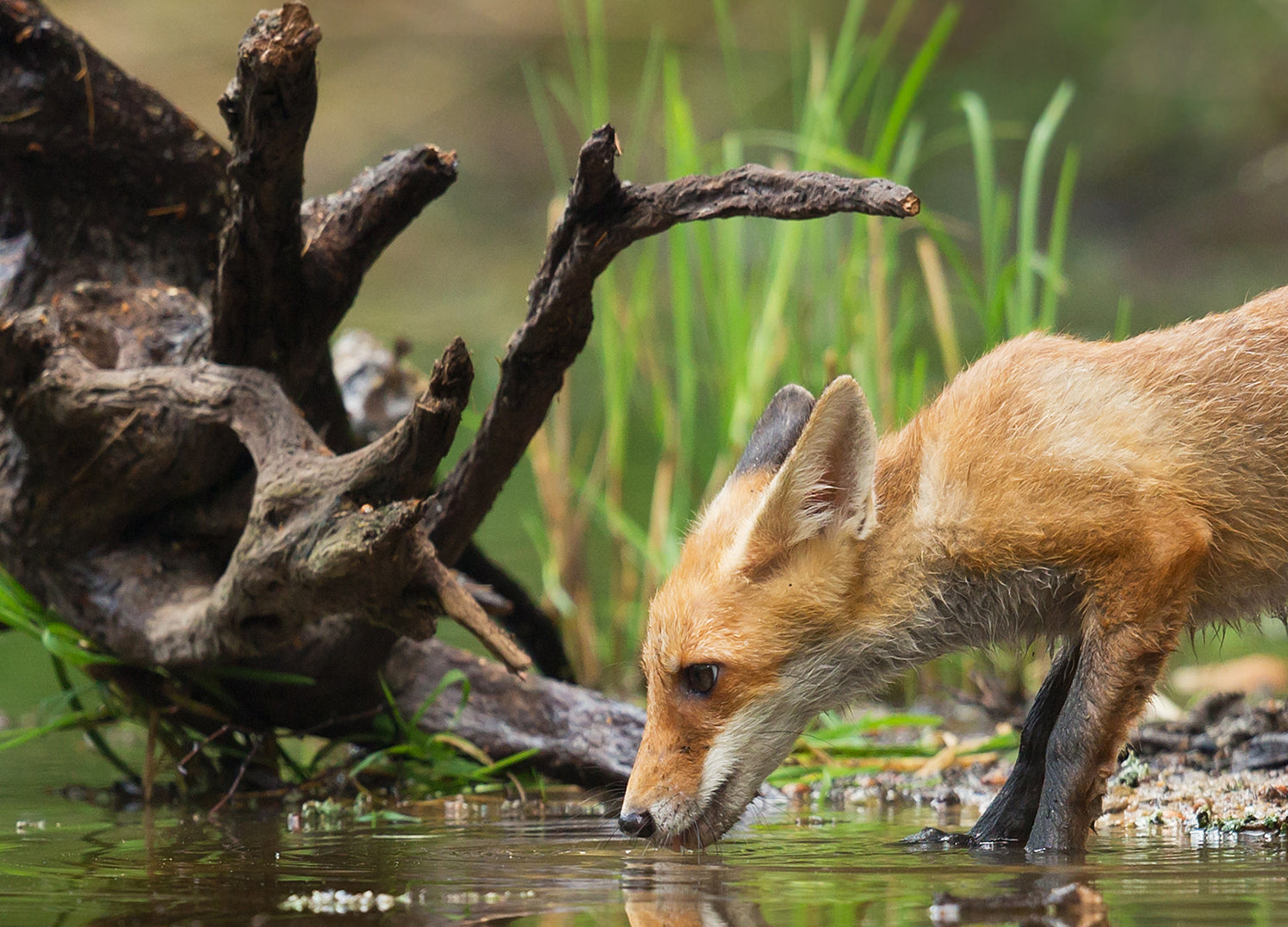 Canvastavla - The wood fox