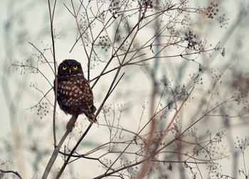 Canvastavla - Owl