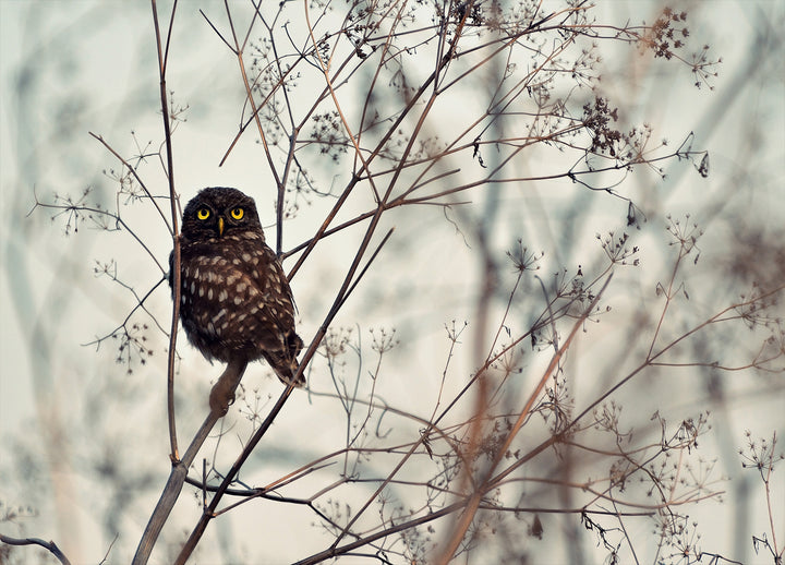 Canvastavla - Owl