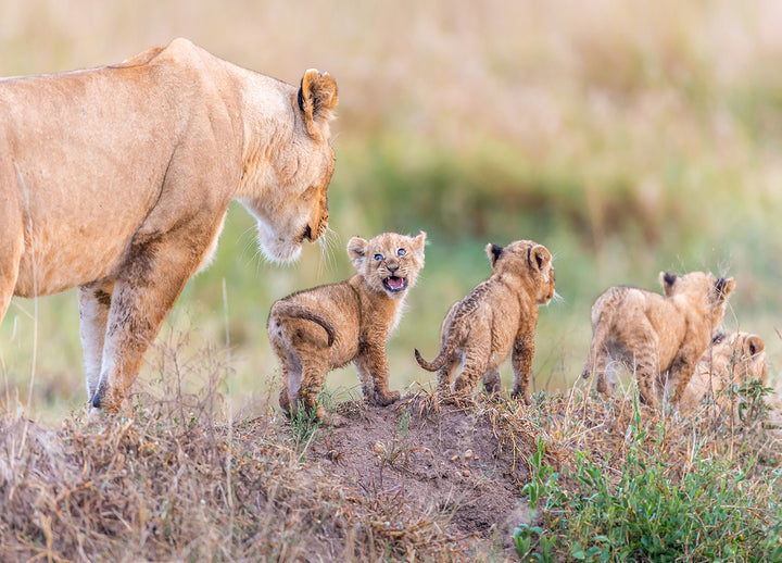 Canvastavla - Lion cubs