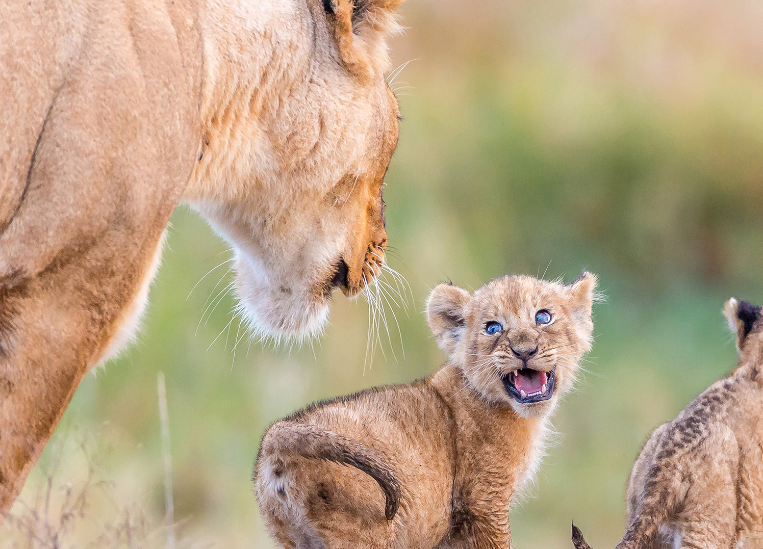 Canvastavla - Lion cubs