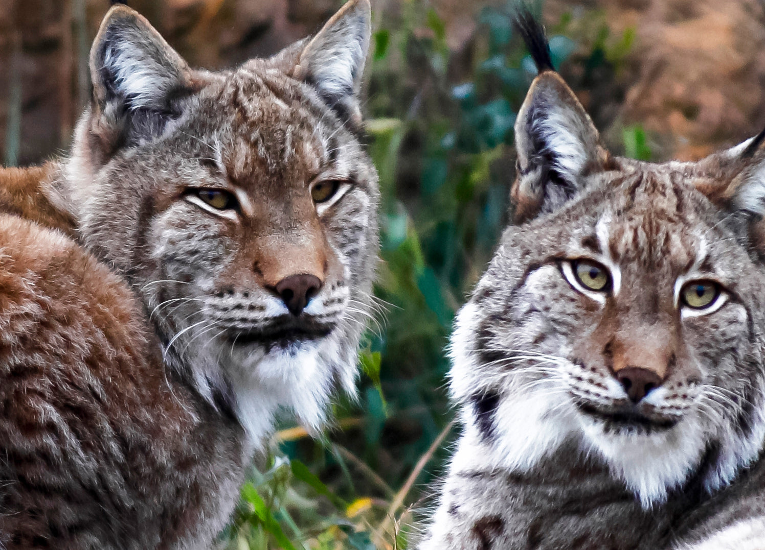 Canvastavla - Lynx