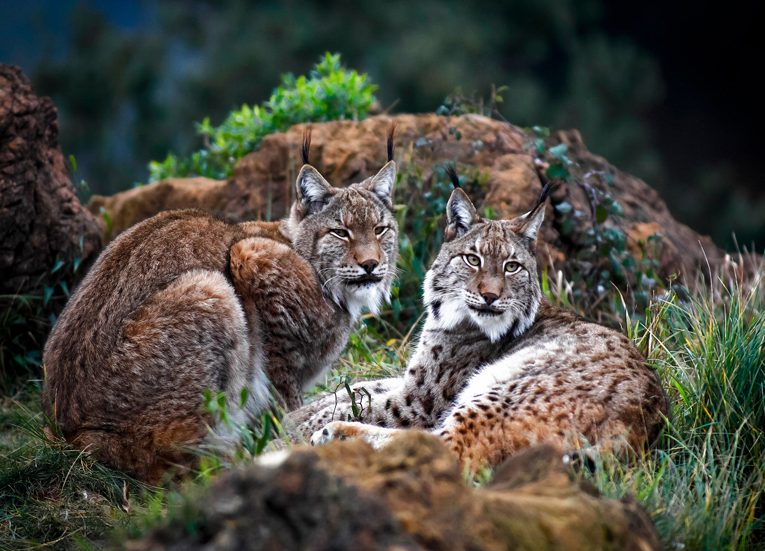 Canvastavla - Lynx