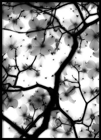 Poster - Magic Cherry