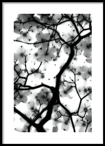 Poster - Magic Cherry