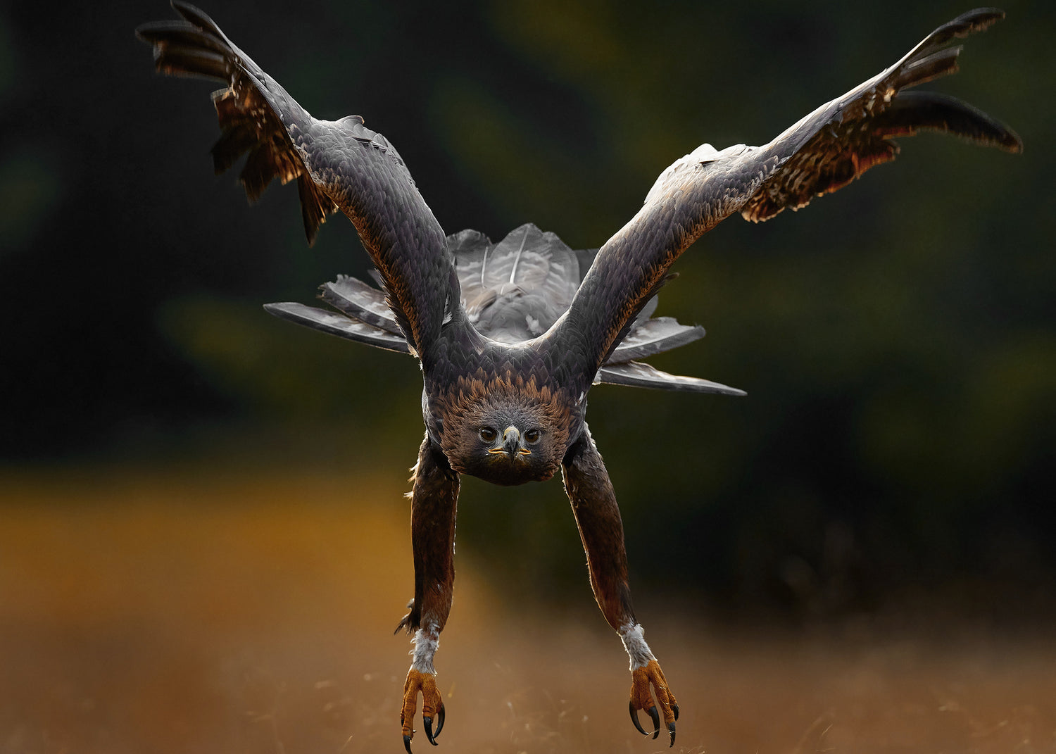 Canvastavla - Wings of Power