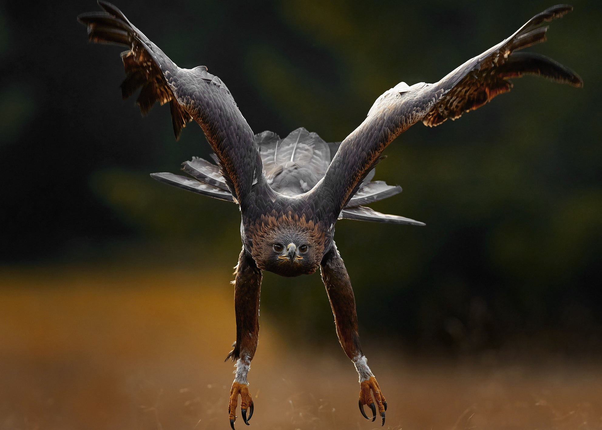 Canvastavla - Wings of Power