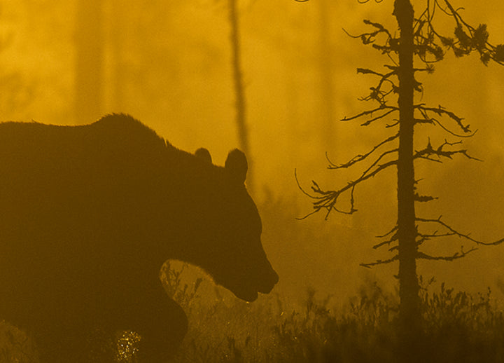Canvastavla - Bear