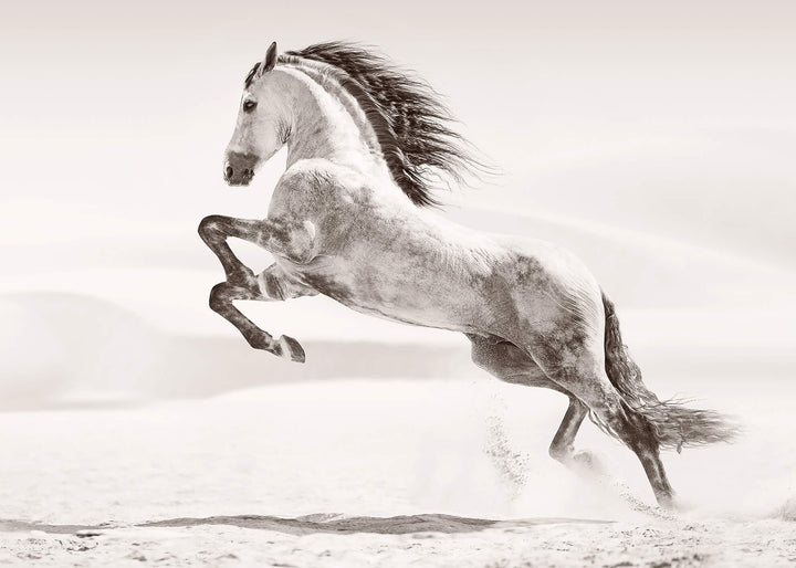 Canvastavla - Desert horse
