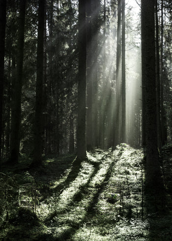 Canvastavla - Sun Rays