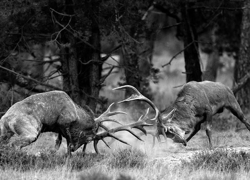 Canvastavla - Confrontation