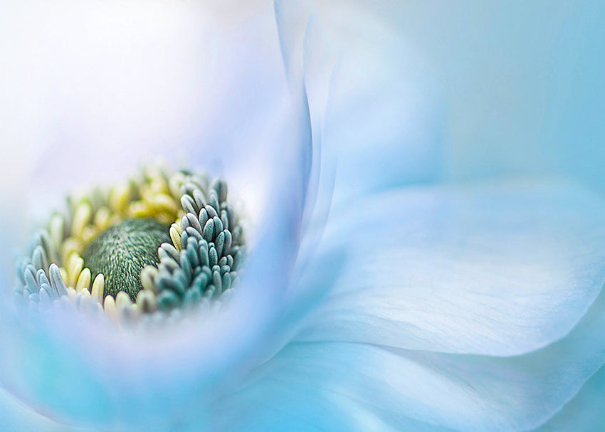 Tavla - Lovely blossom