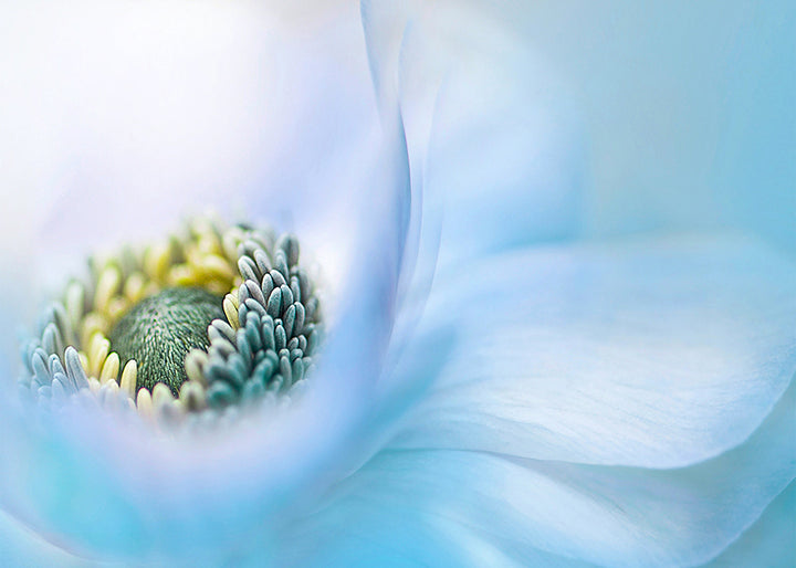 Tavla - Lovely blossom