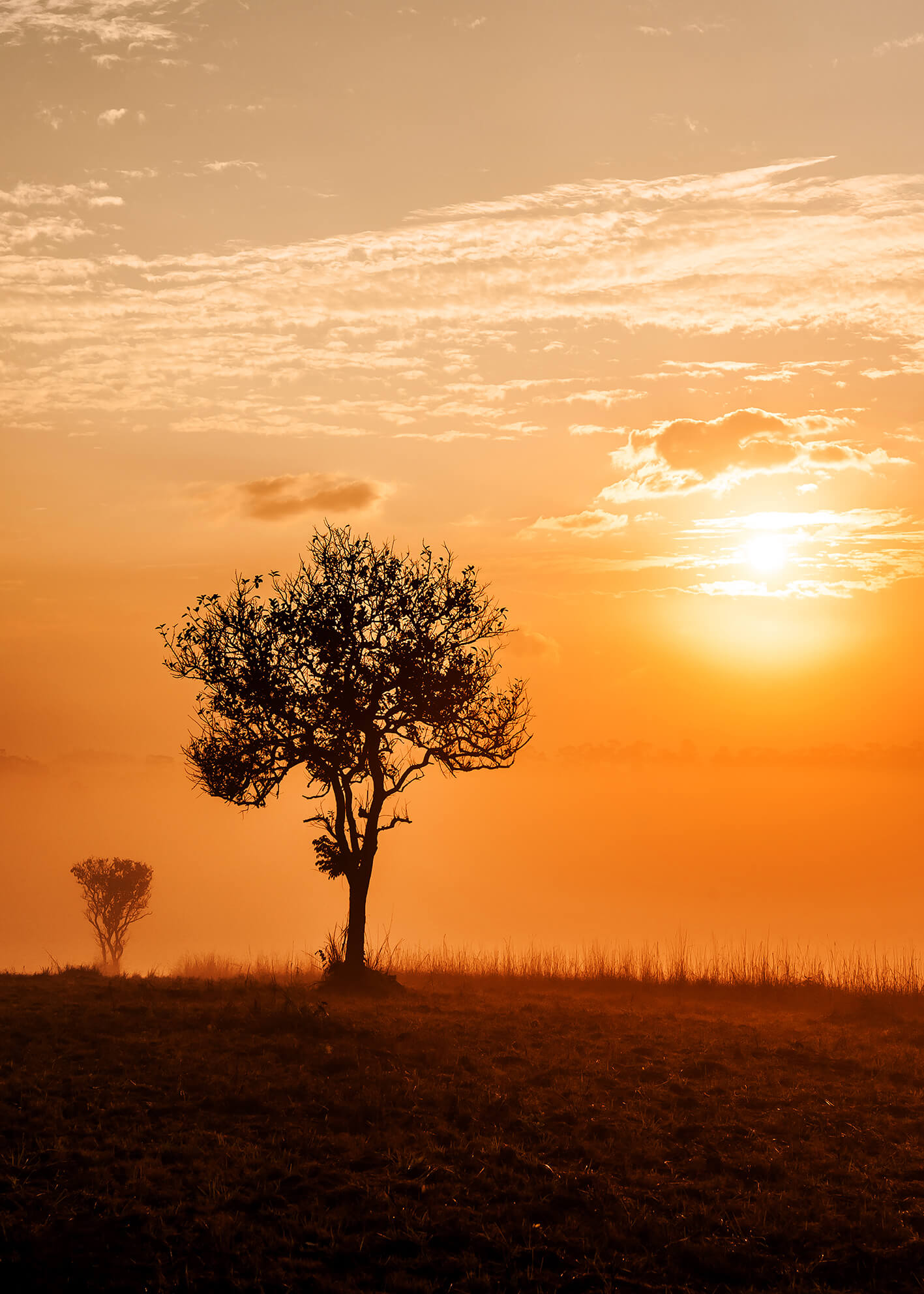 Canvastavla - Savannah Tree