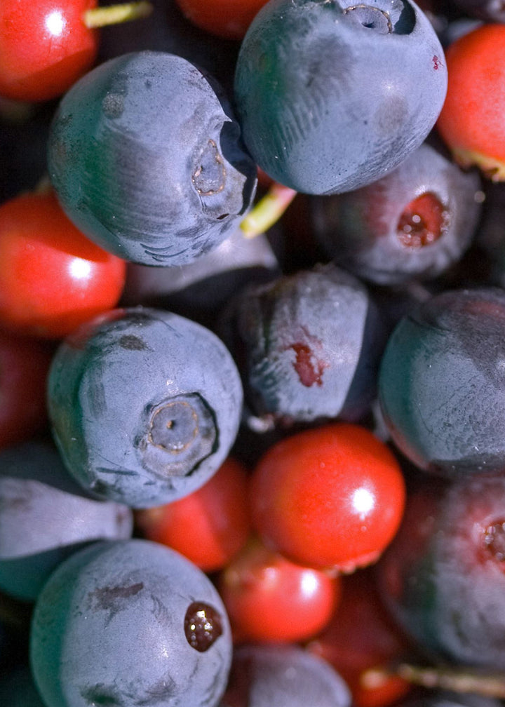 Canvastavla - Berry