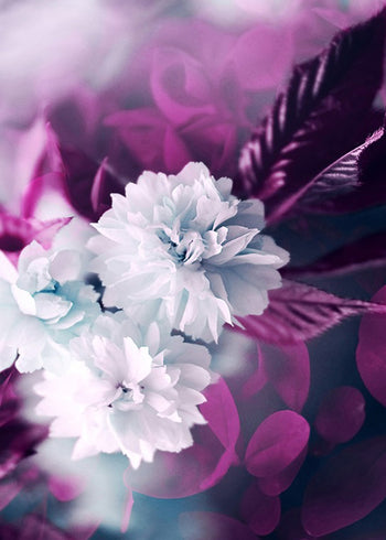 Tavla - Purple and white