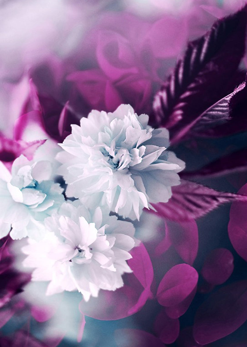 Tavla - Purple and white