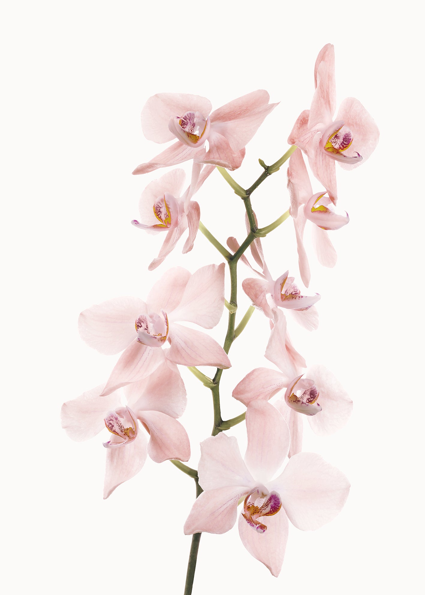 Canvastavla - Pink Orchids