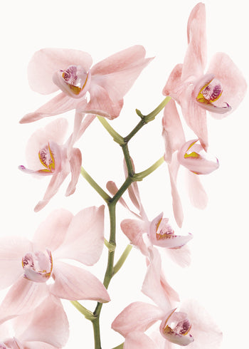 Canvastavla - Pink Orchids