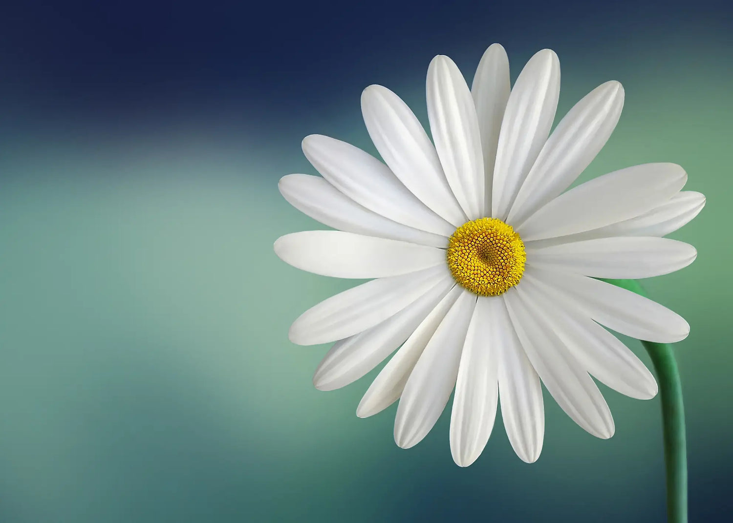 Canvastavla - White flowers