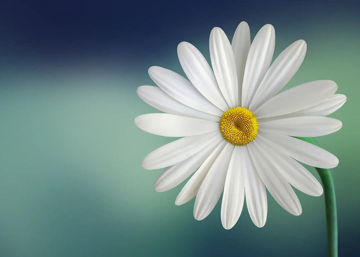 Ljuddämpande tavla - Vita Blommor - Tavlor på blommor