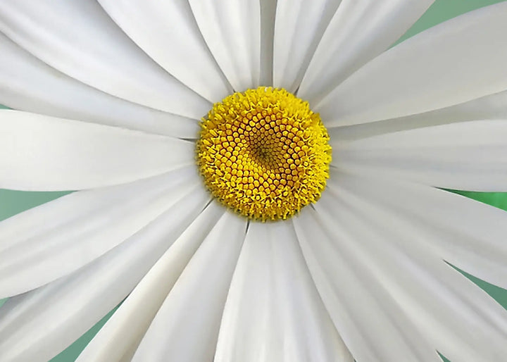 Canvastavla - White flowers