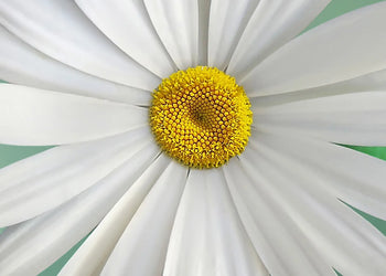 Ljuddämpande tavla - Vita Blommor - Tavlor på blommor