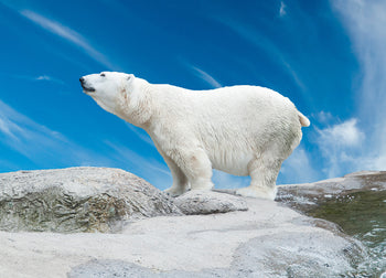 Canvastavla - King of the Arctic