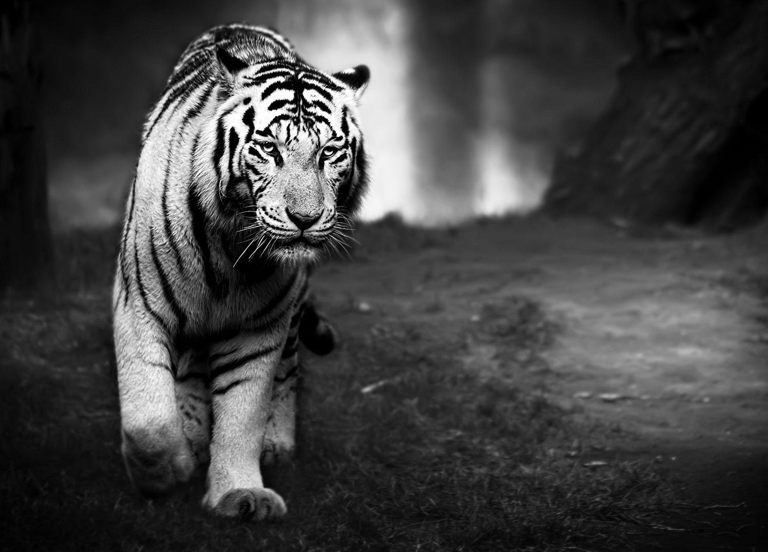 Canvastavla - Hunting Tiger
