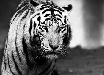 Canvastavla - Hunting Tiger