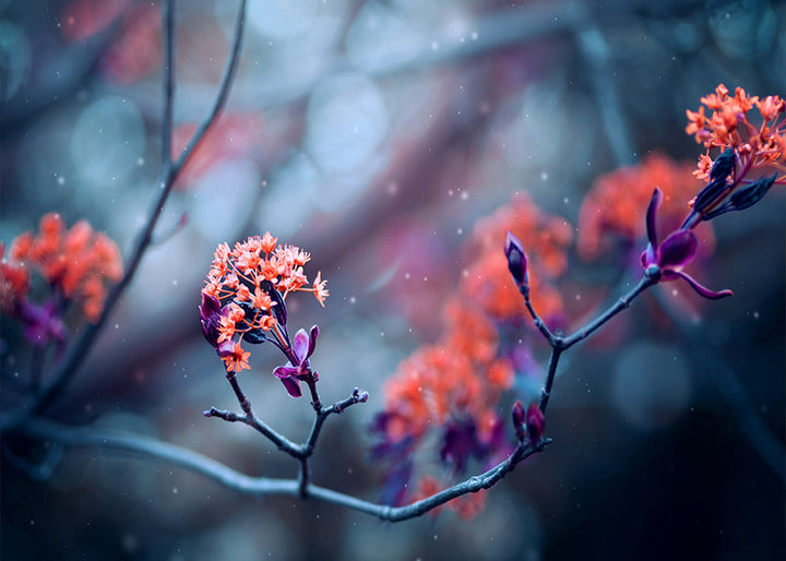 Tavla - Bloom