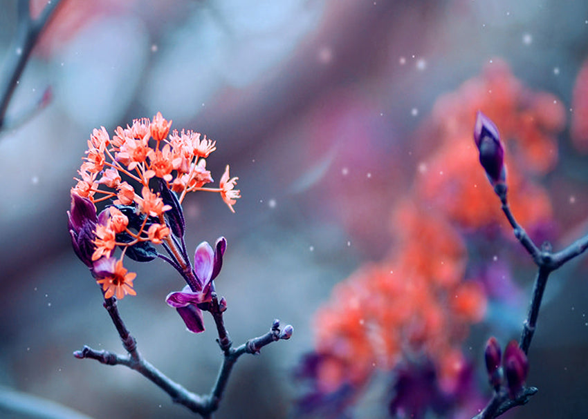 Tavla - Bloom