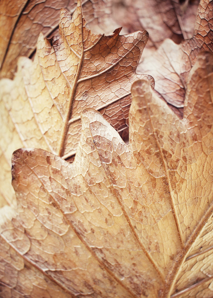 Canvastavla - Leafscape