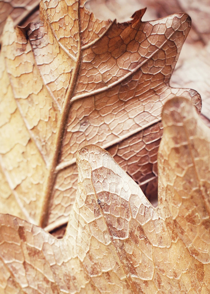 Canvastavla - Leafscape