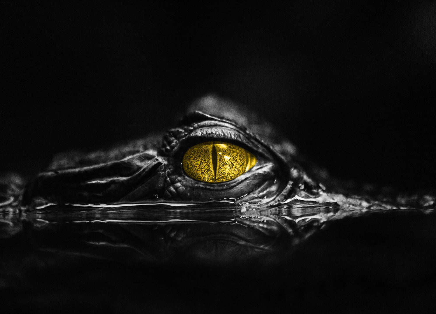 Canvastavla - Crocodile