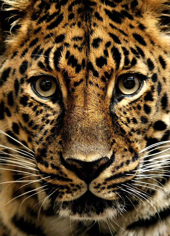 Canvastavla - Predator