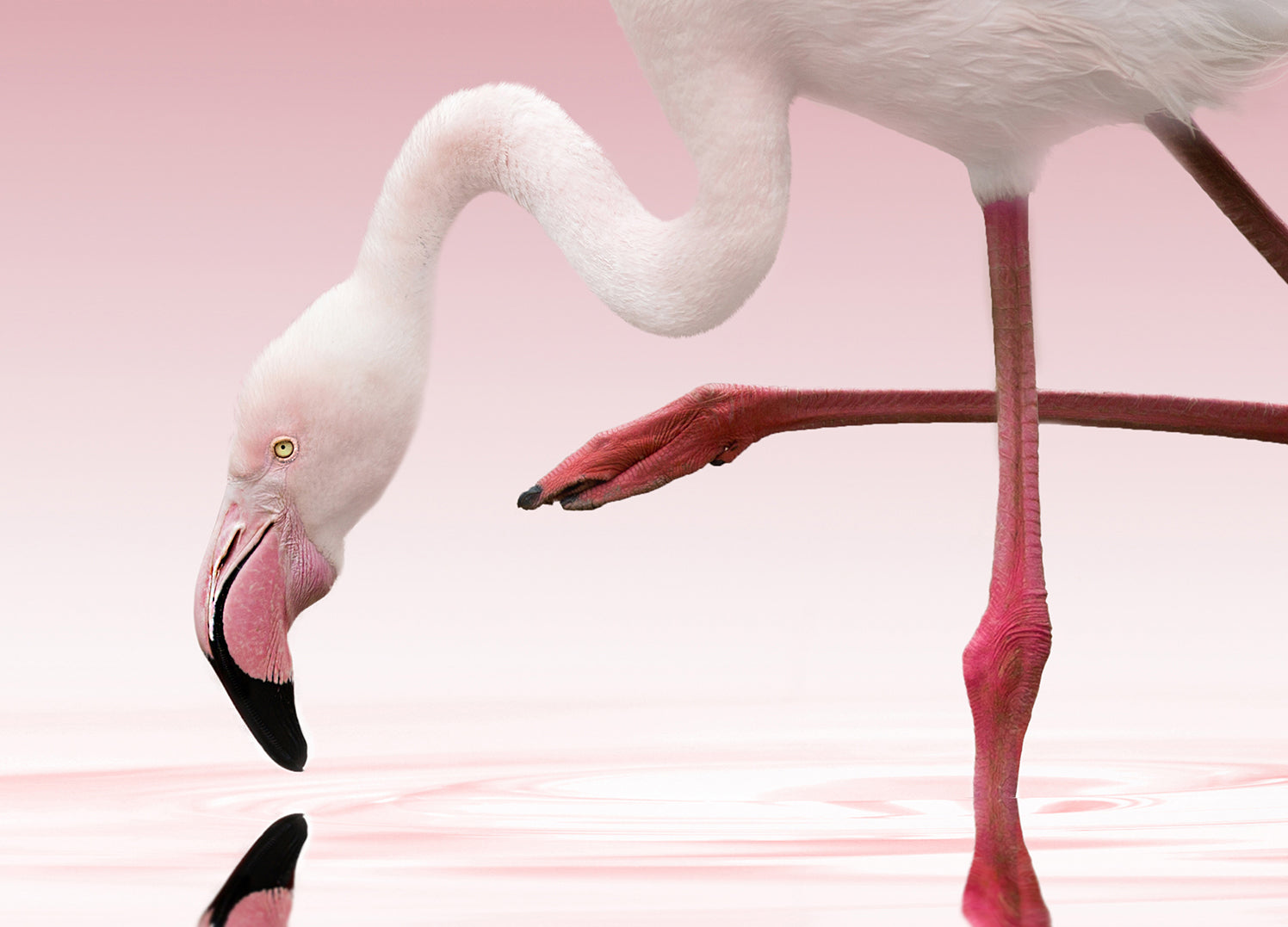 Canvastavla - Rosa Flamingo
