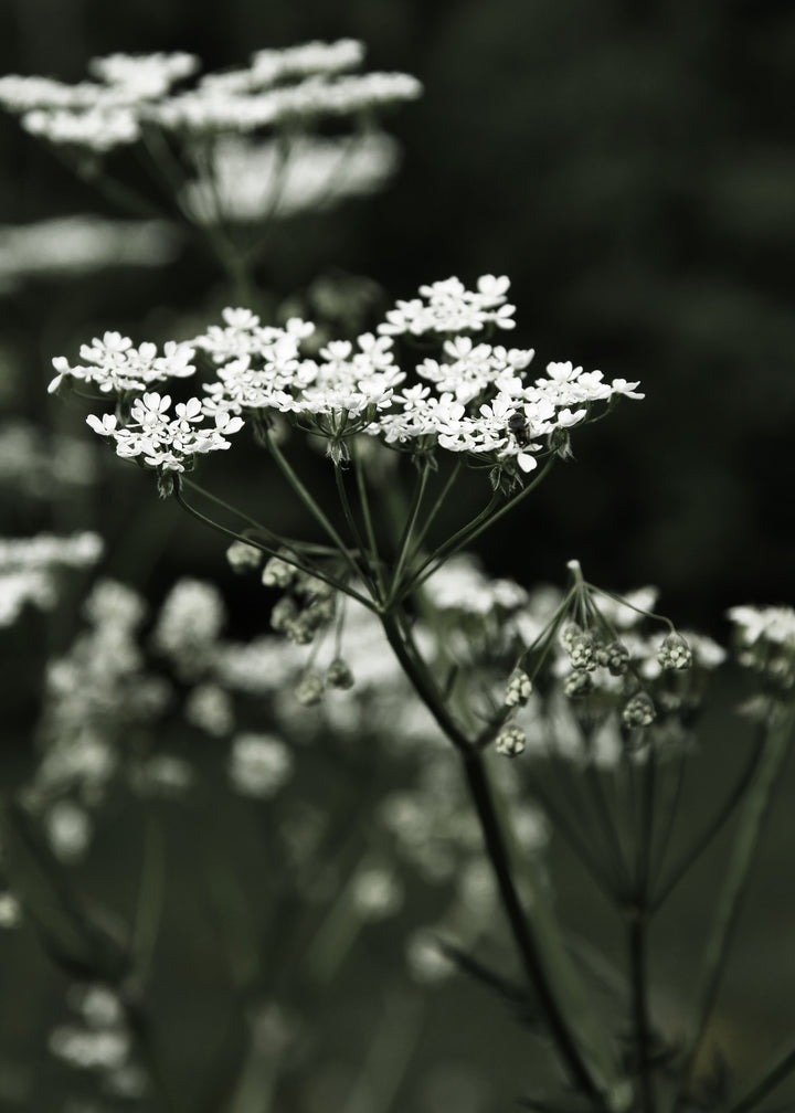 Canvastavla - Spring Fern