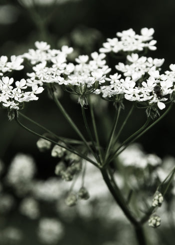 Canvastavla - Spring Fern