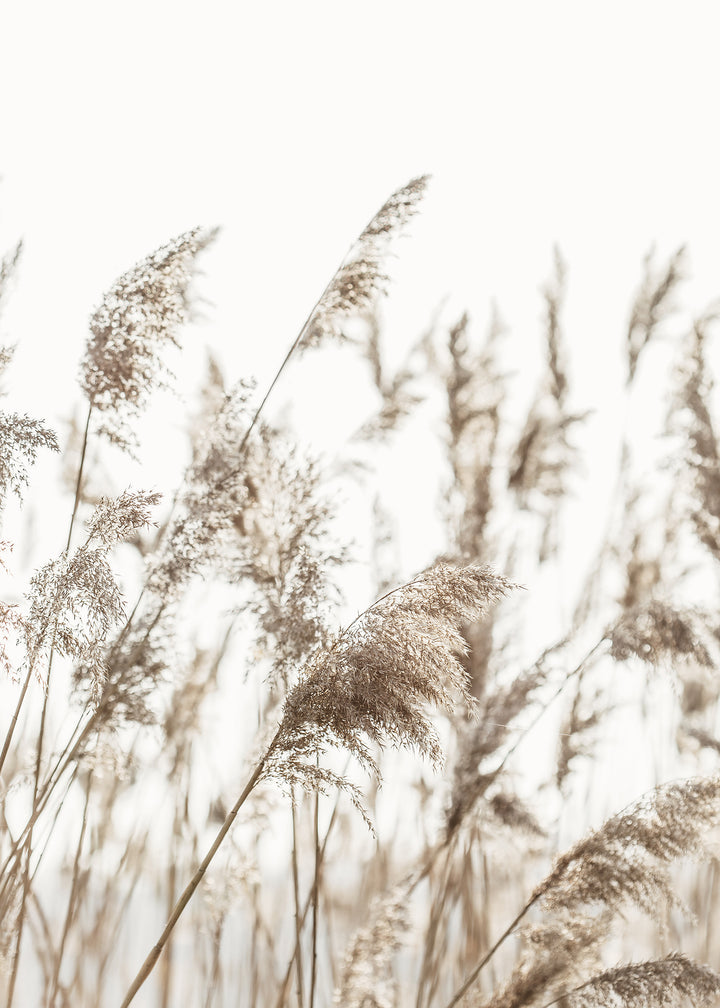 Canvastavla - Reed Stalks