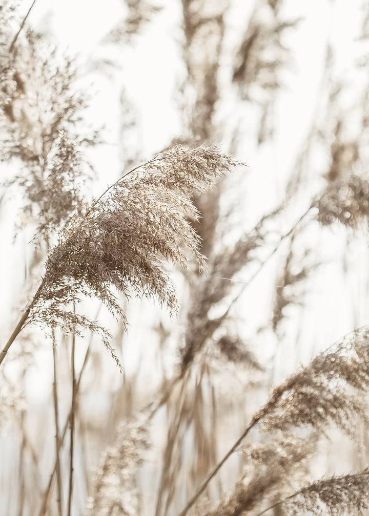 Canvastavla - Reed Stalks